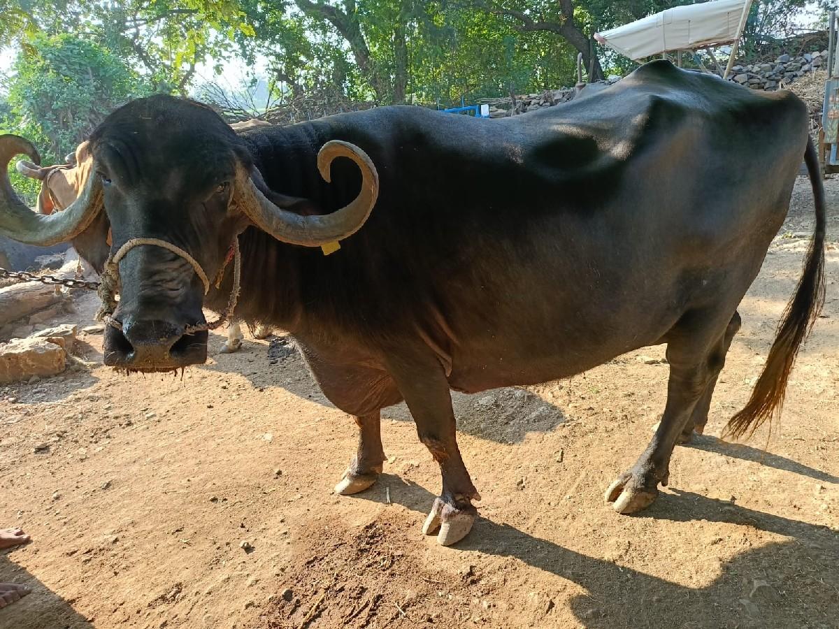 ભેંસ વેચવાની છે