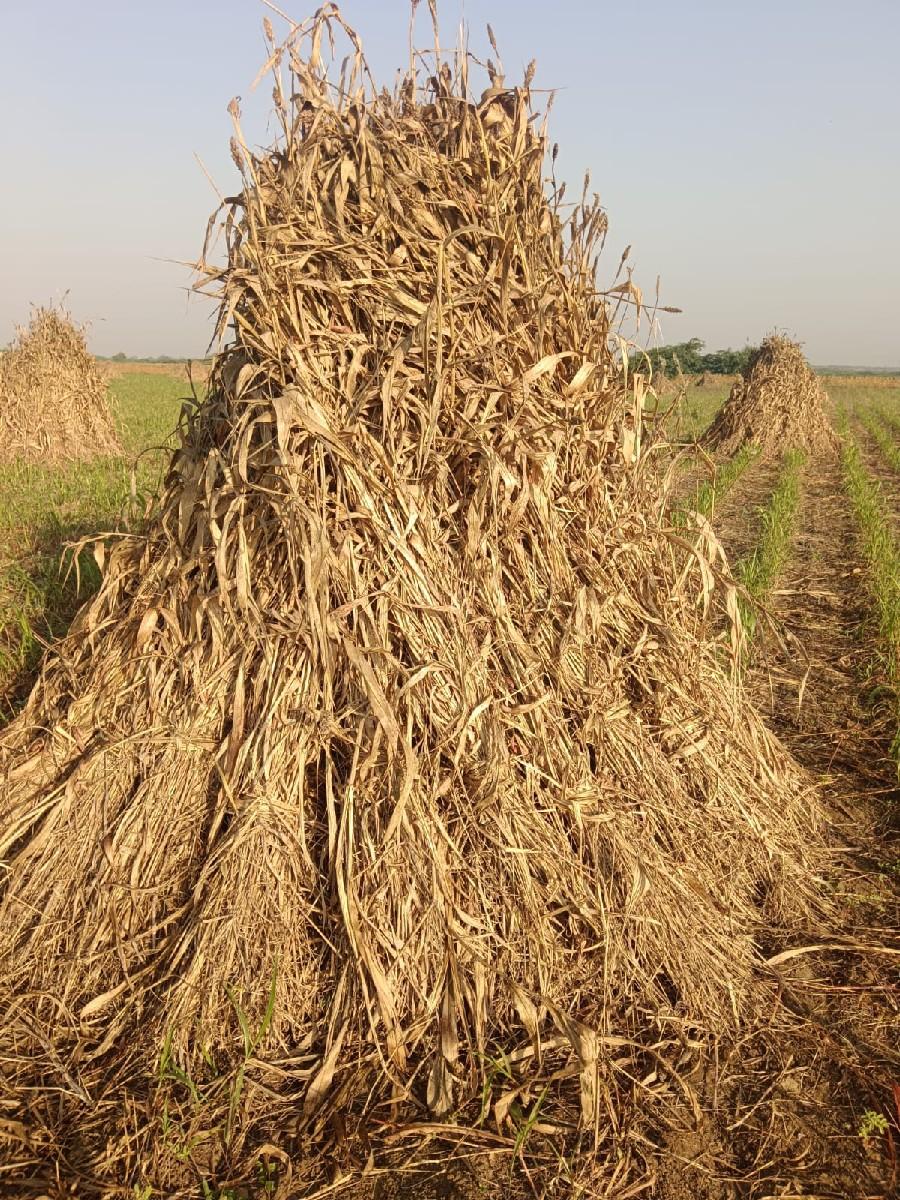 ગુંદરી ની નીણ વેચવાની છે