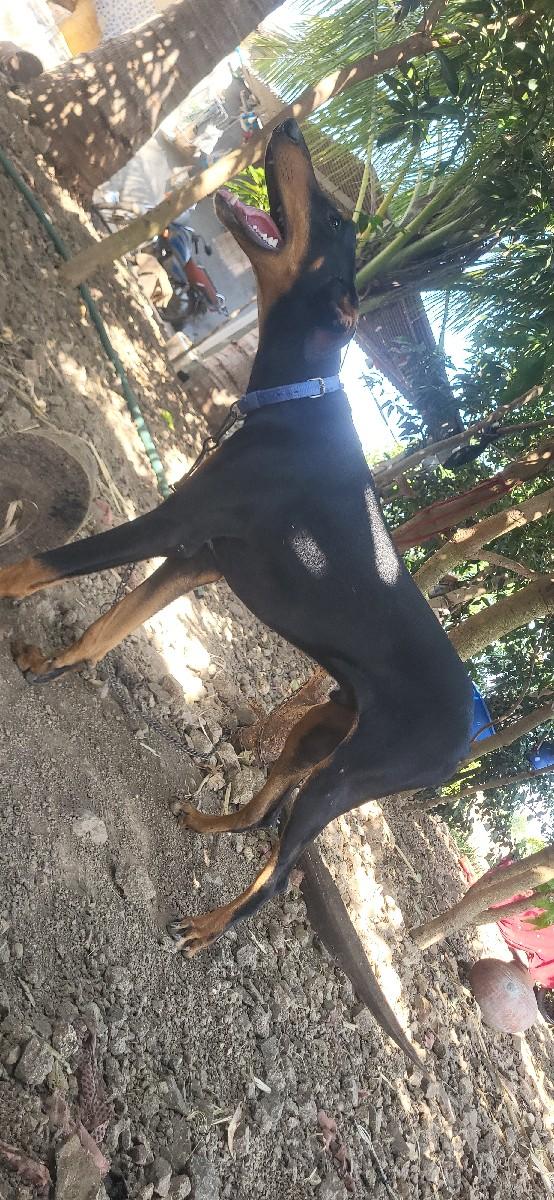 થંબનેલ 2