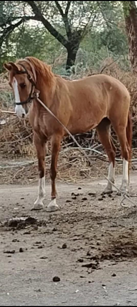 થંબનેલ 2