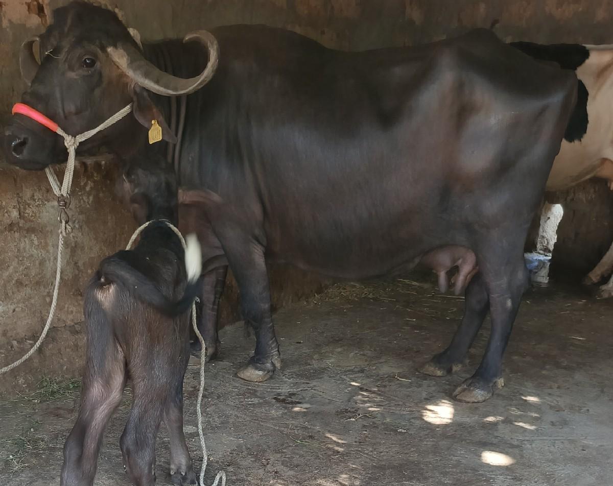 થંબનેલ 3