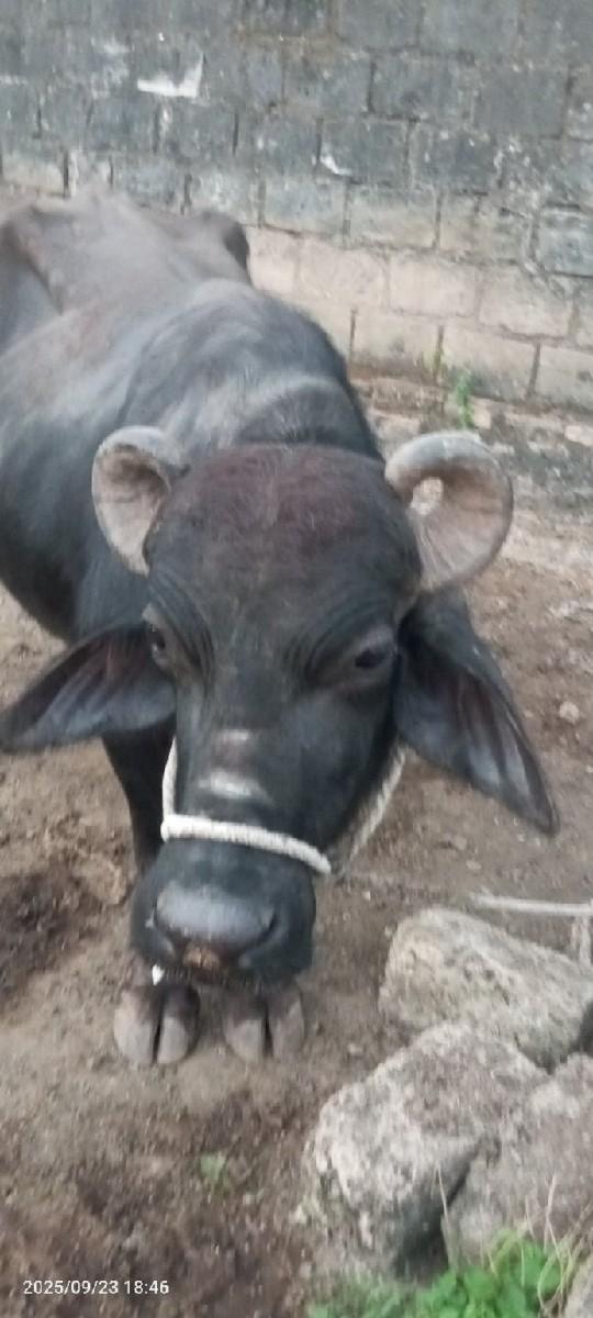 થંબનેલ 2