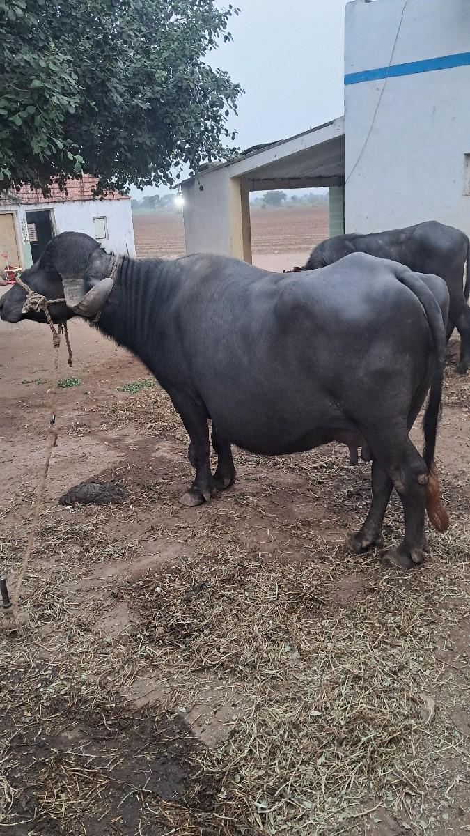 थंबनेल 3