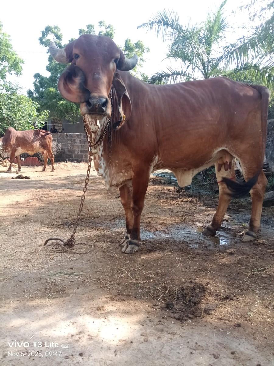 થંબનેલ 3