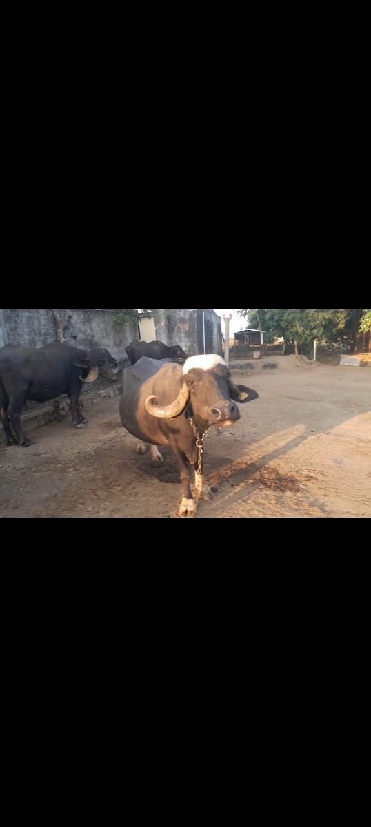 થંબનેલ 3