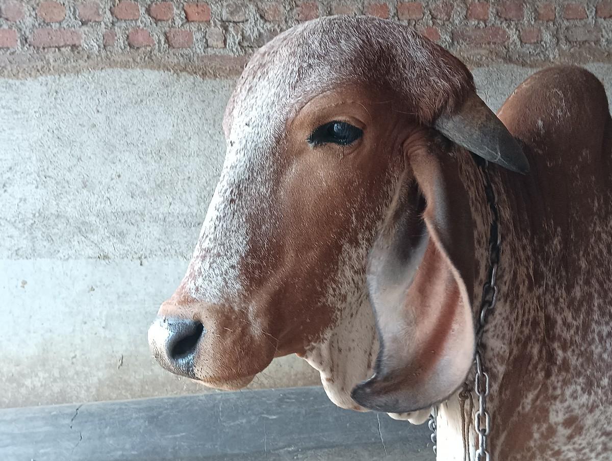 ગીર ગાય વેચવાની છે.