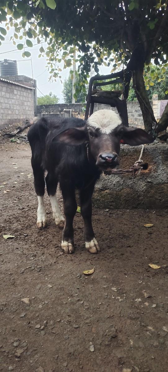 થંબનેલ 3