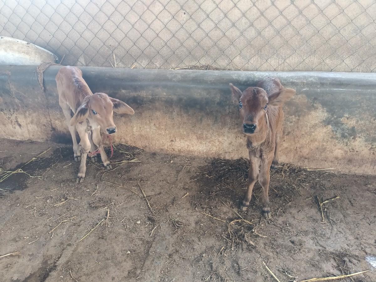 ફ્રી ફ્રી ફ્રી