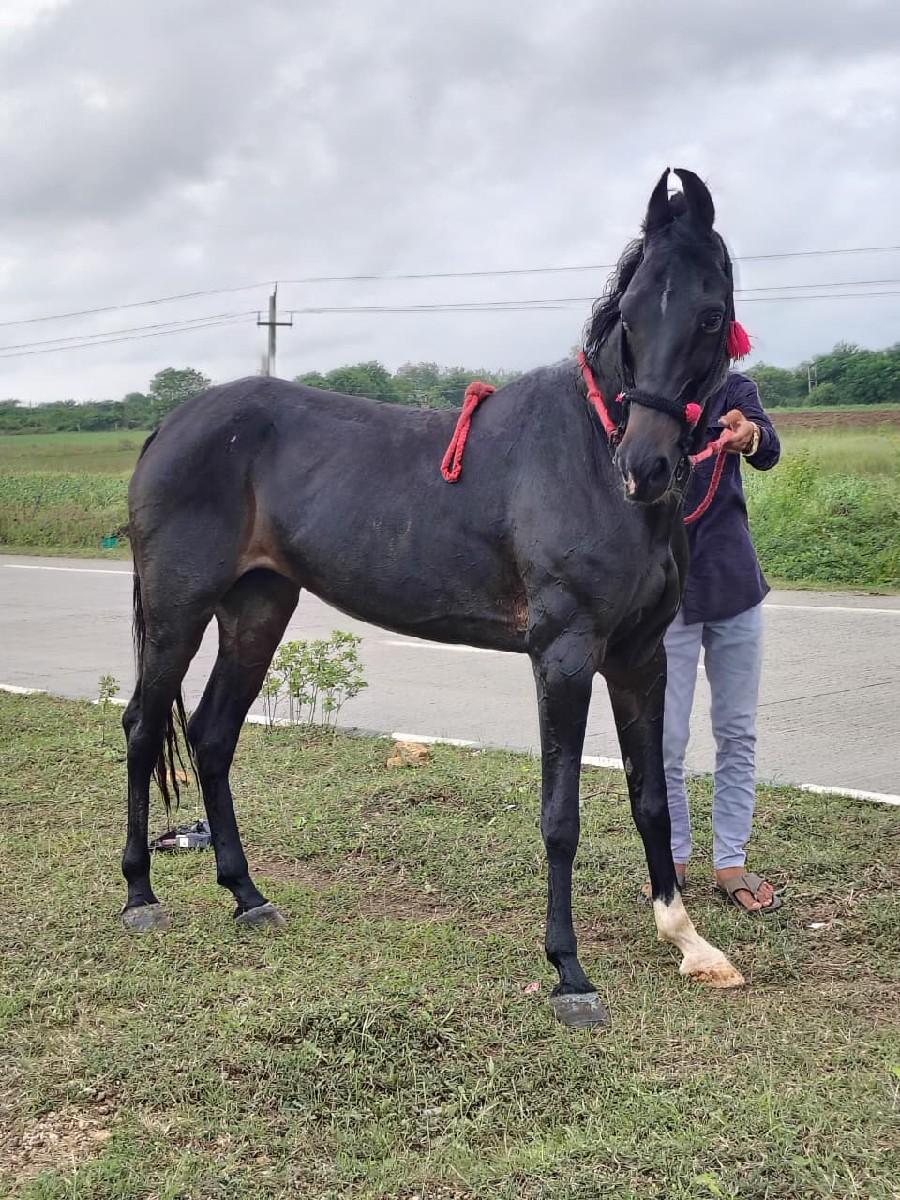 થંબનેલ 3