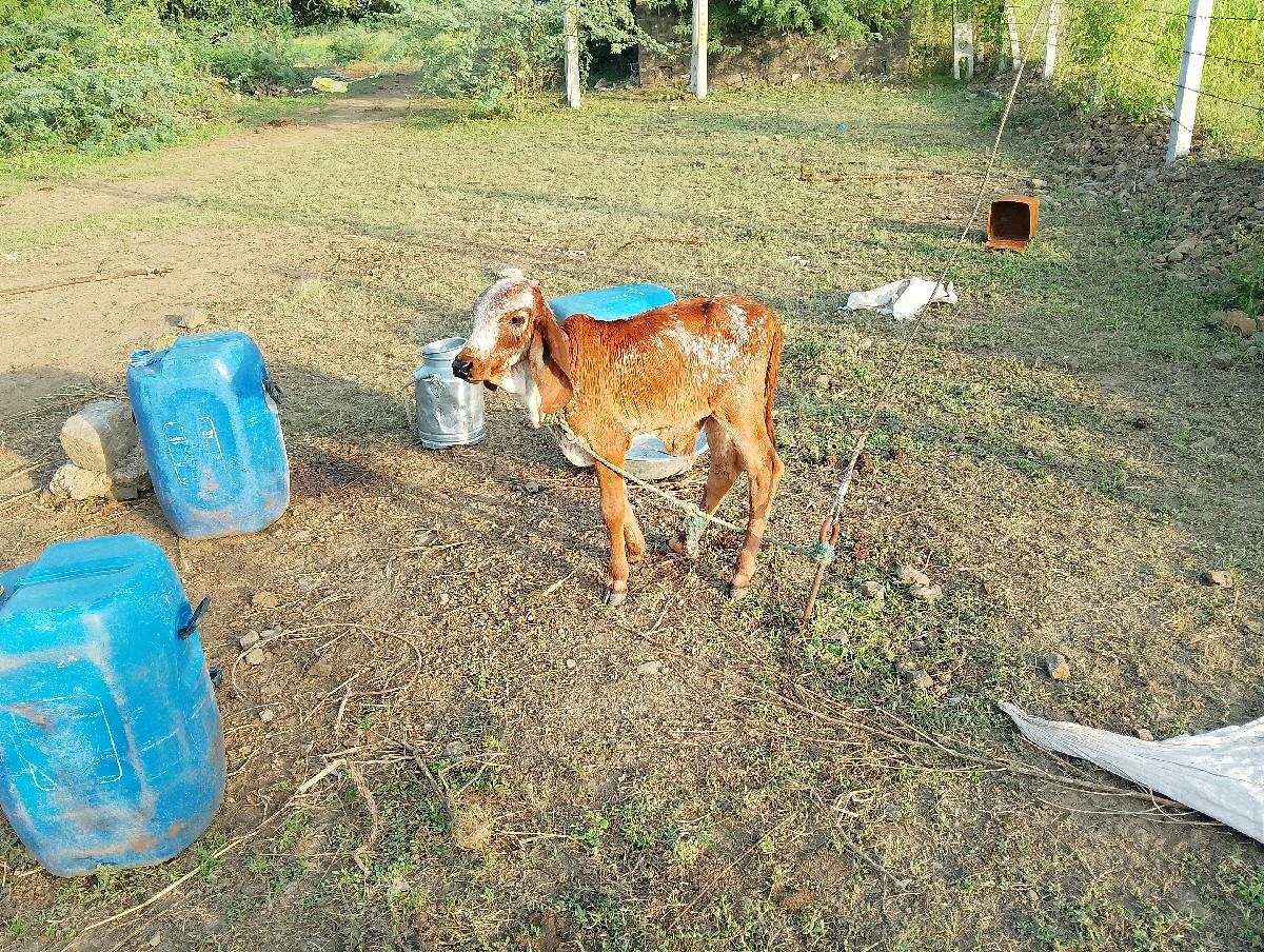 થંબનેલ 2