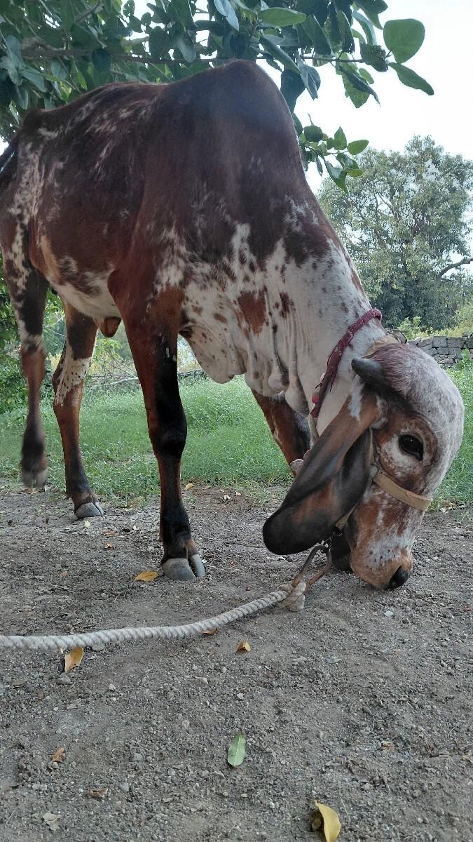 વાસદી વેચવાની  છે