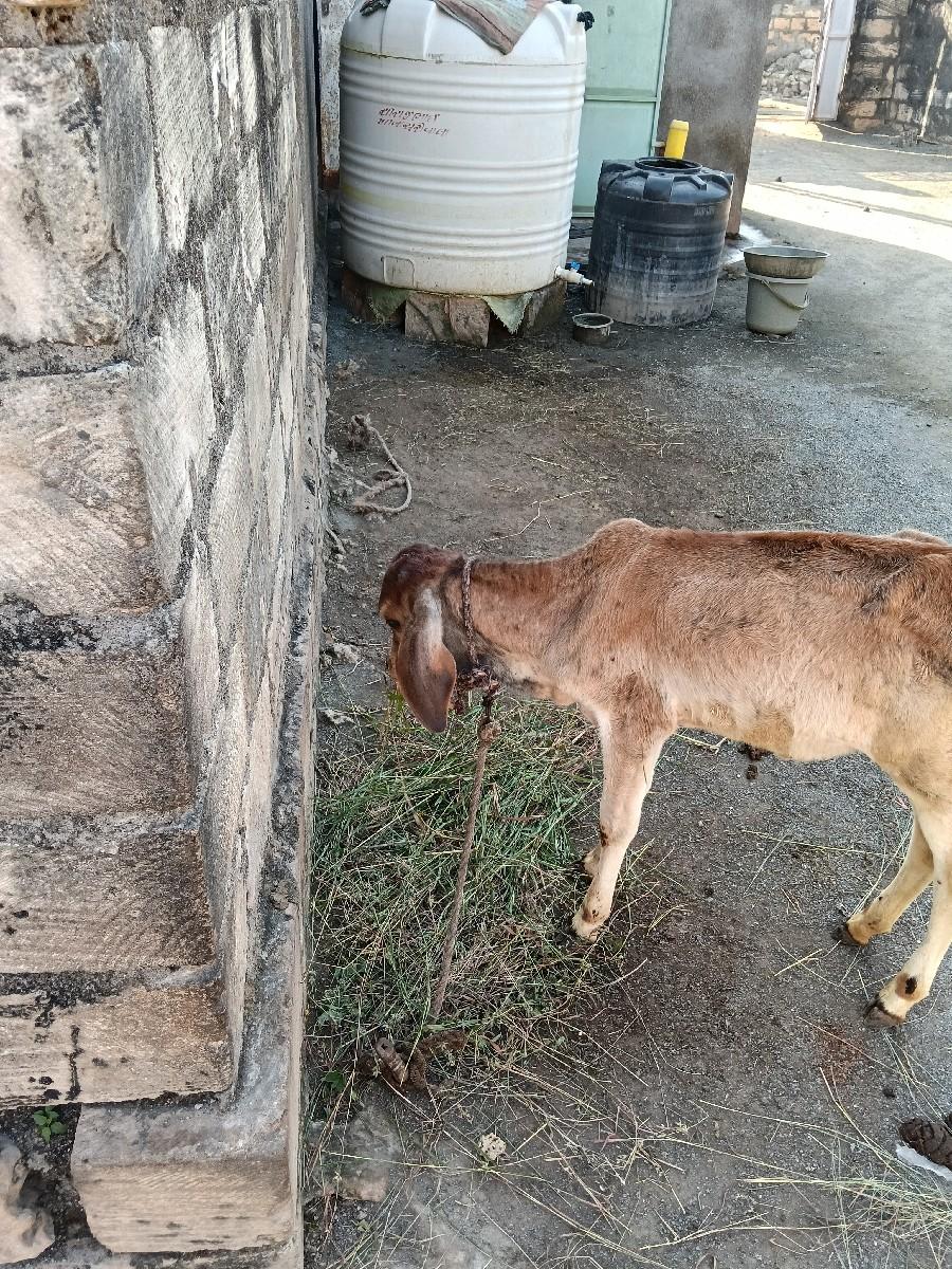 થંબનેલ 3