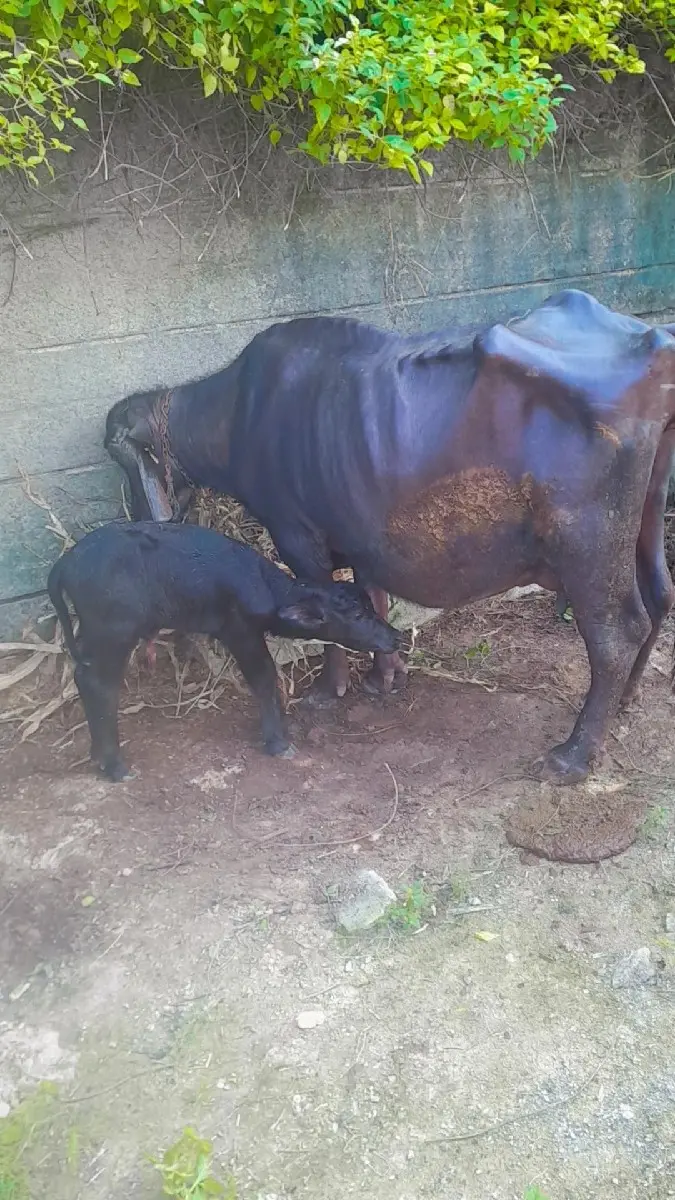 ભેસ વેસવા ની સે