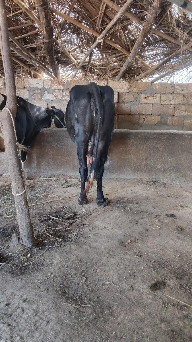 ગાય વેચવાની છે