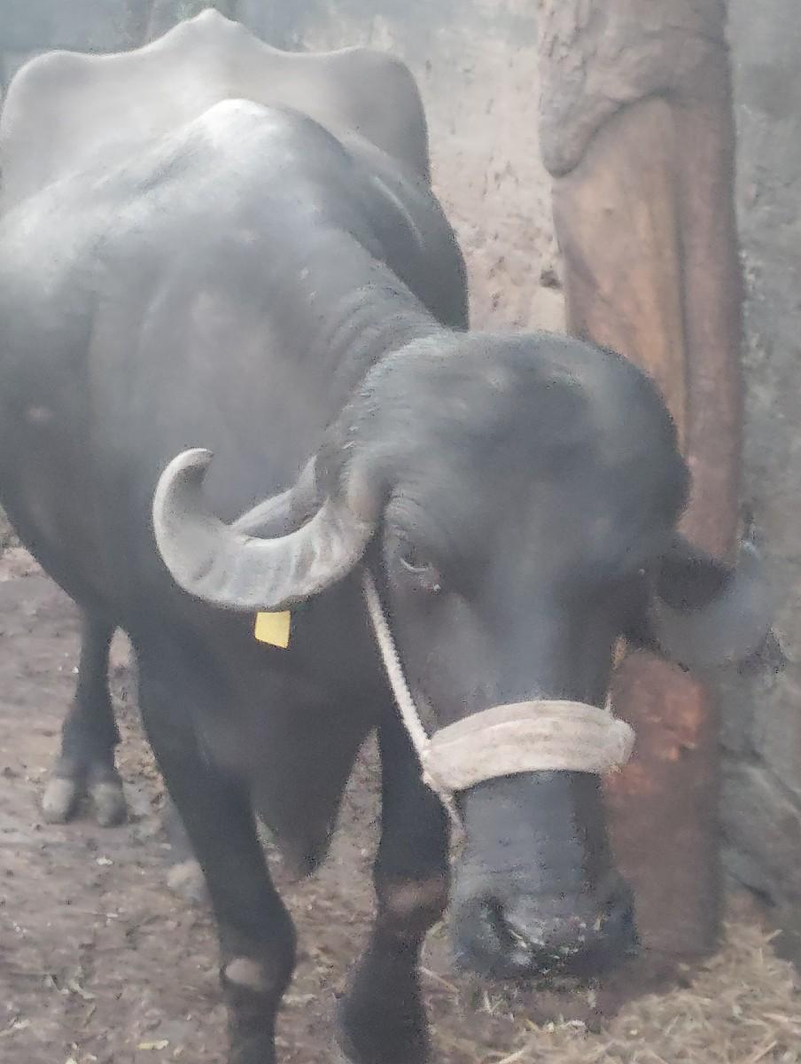 ભેસ વેચવાની છે