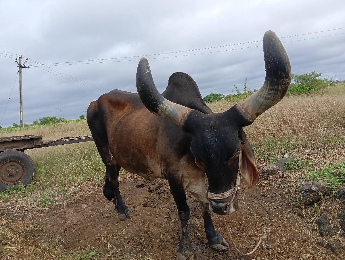 બળદ ચાર ઘરનાછે