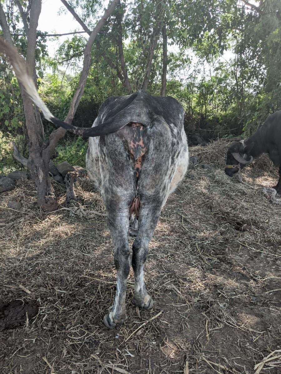 થંબનેલ 2