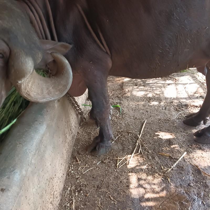 ભેંસ વેચવાની છે પેલું વેતર ની