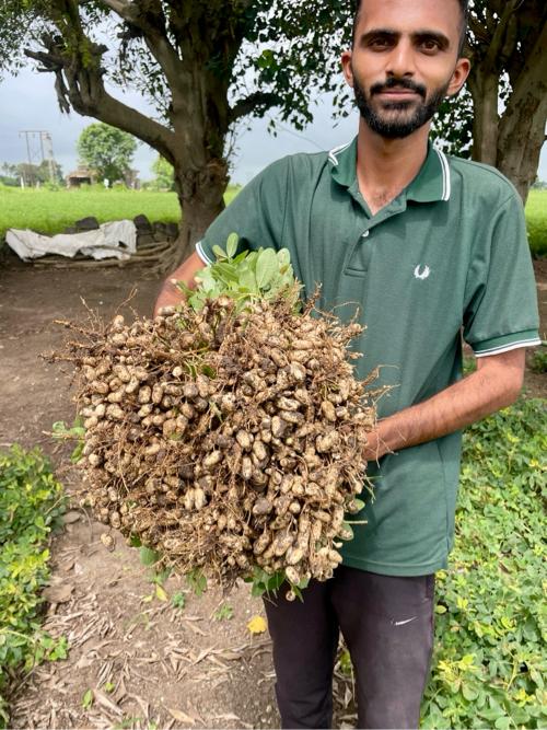 37 નંબર મગફળી