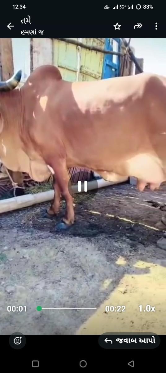 થંબનેલ 3