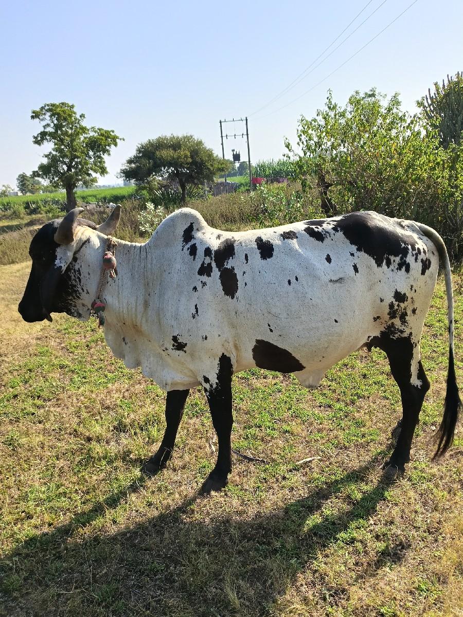 થંબનેલ 2