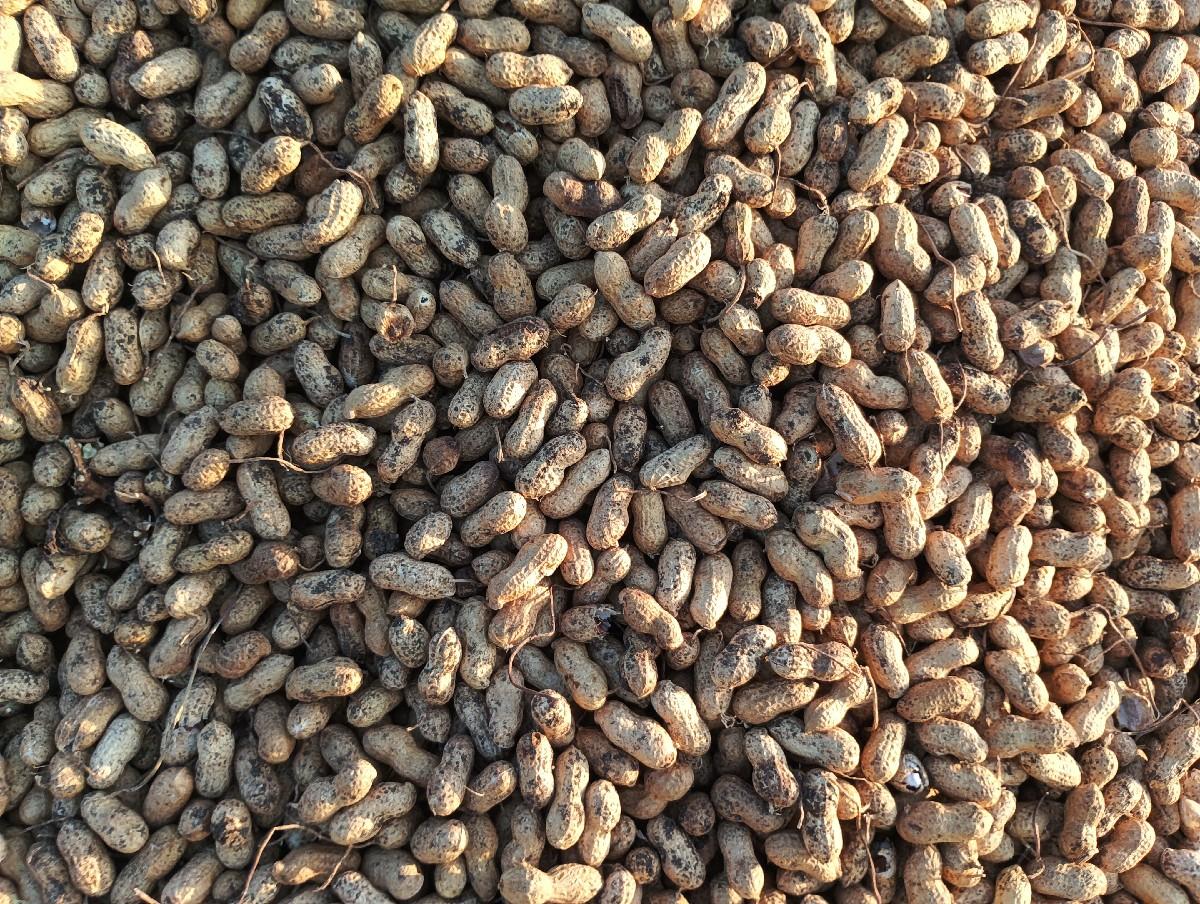 ગીરનાર 4 માડવી