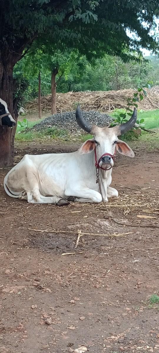 ગોઢલા વેચવાના છે