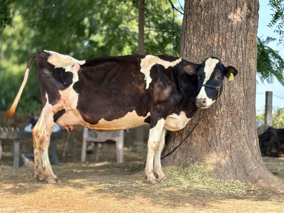 બે જર્સી ગાય વેચવાની છે