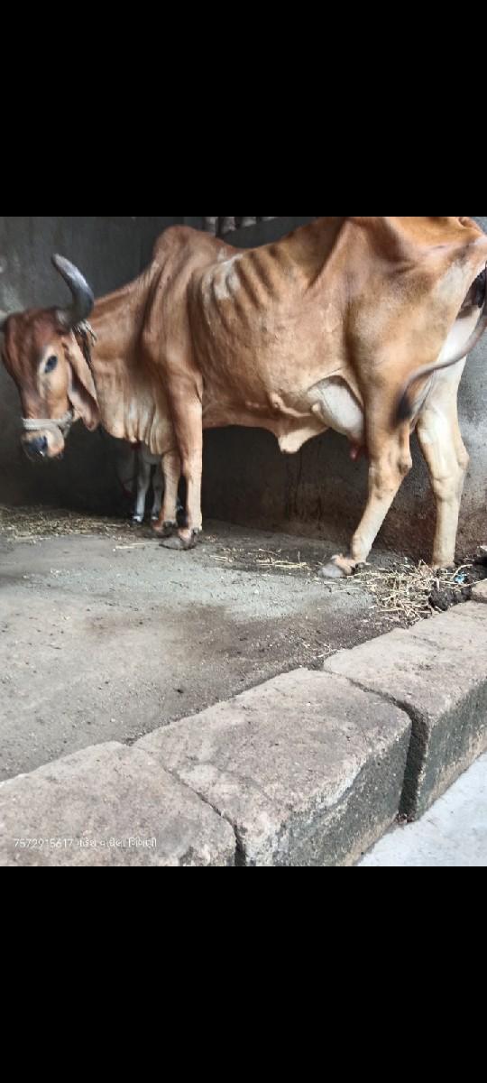 થંબનેલ 2