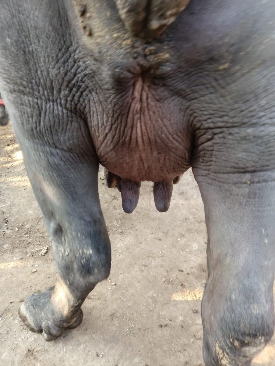 પેલા વેતરી