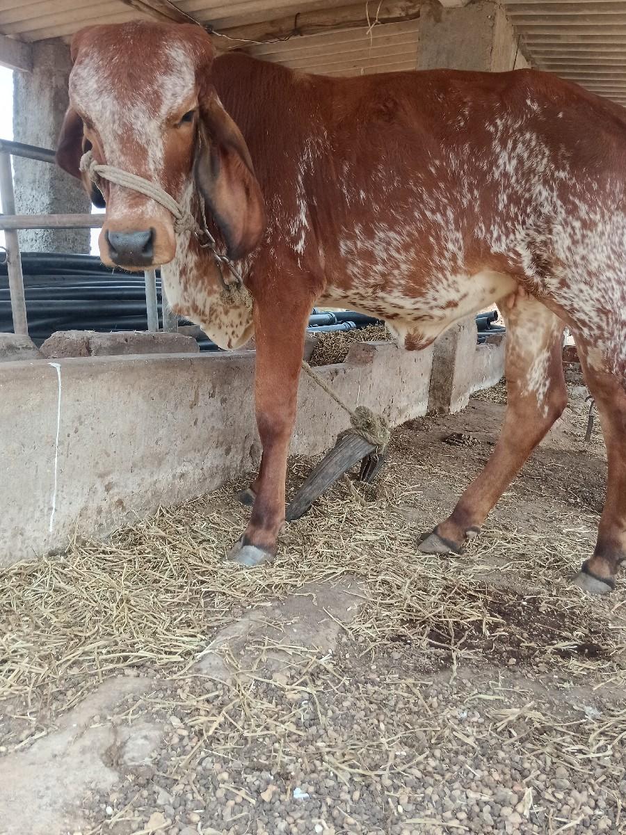 આ વાછડી વેચવાની છે.