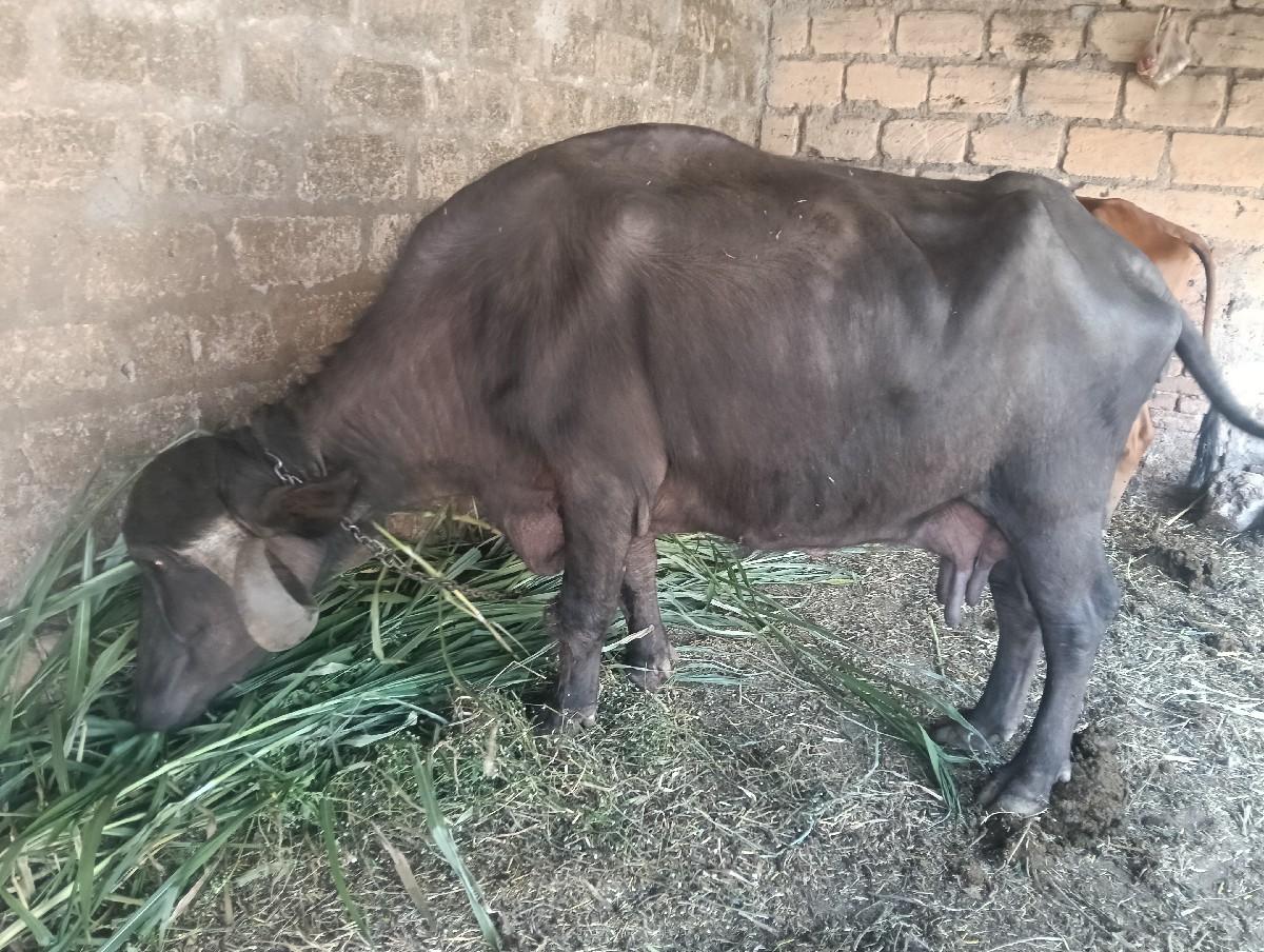 થંબનેલ 3