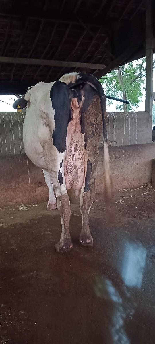 2 જર્સી ગાય વેચવાની છે