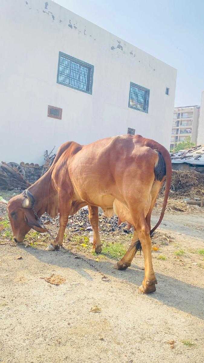 3 વેતર વિહાસે‌ 
વાંકાનેર ,મોરબી