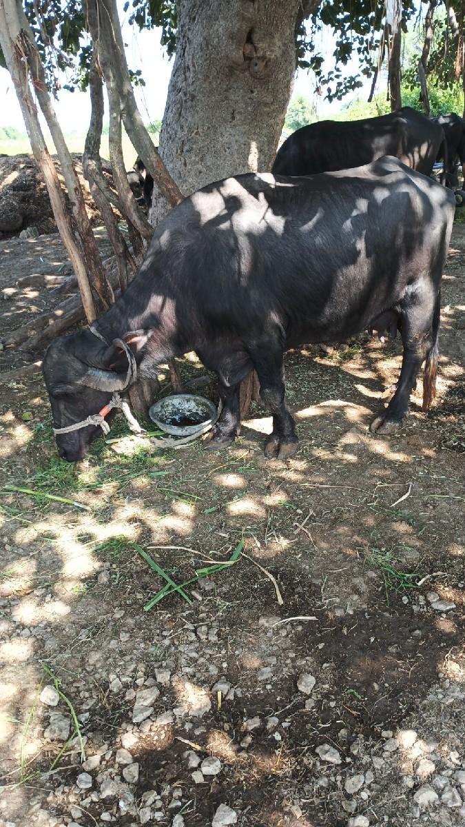 બેભેસ વેસવાનીછે  તાજીવિયાનેલી બે