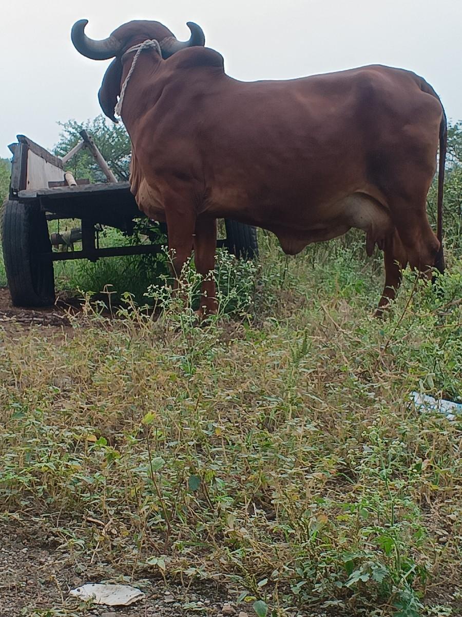 થંબનેલ 3