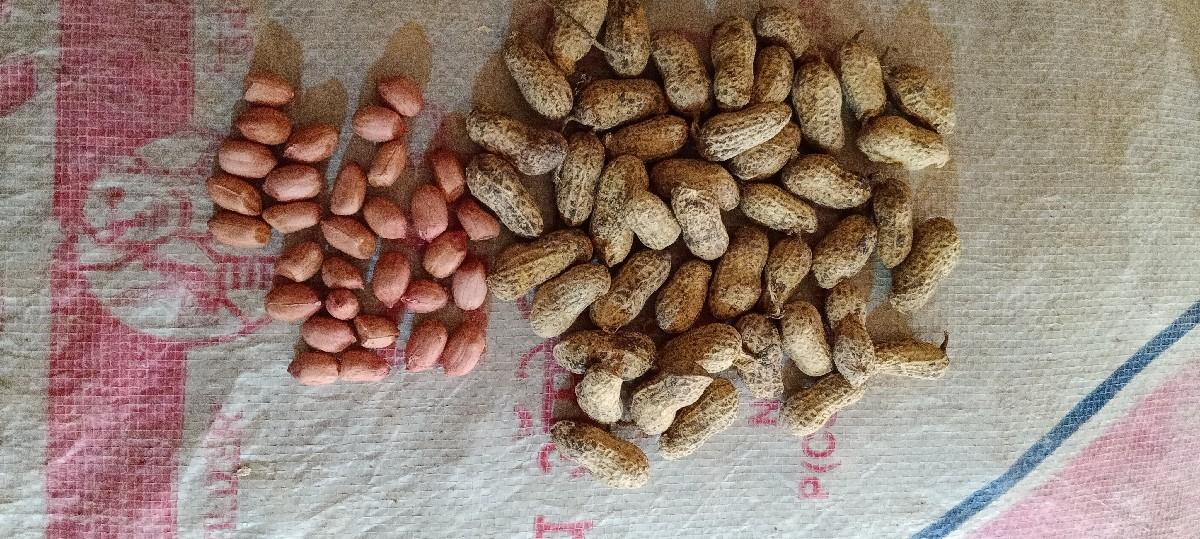 G 20 મગફળી