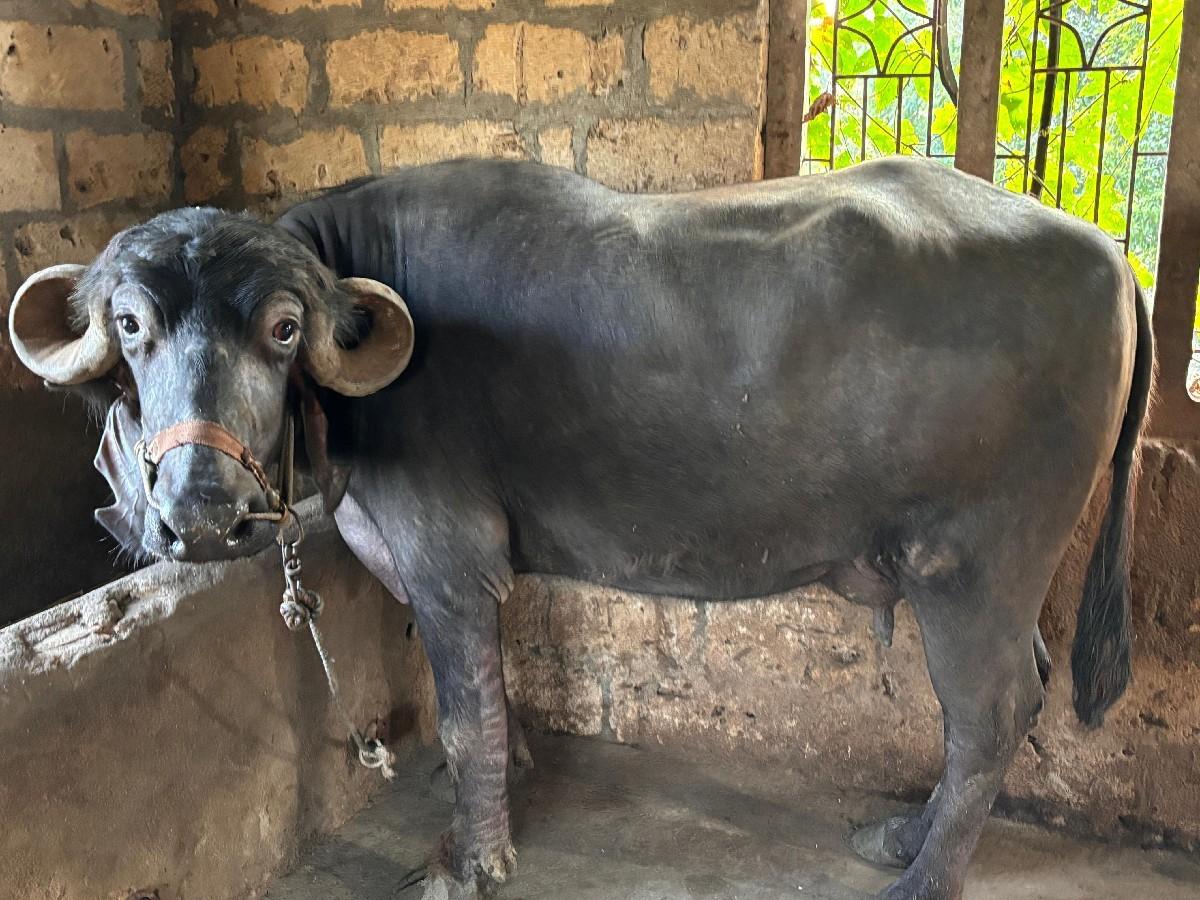 થંબનેલ 3