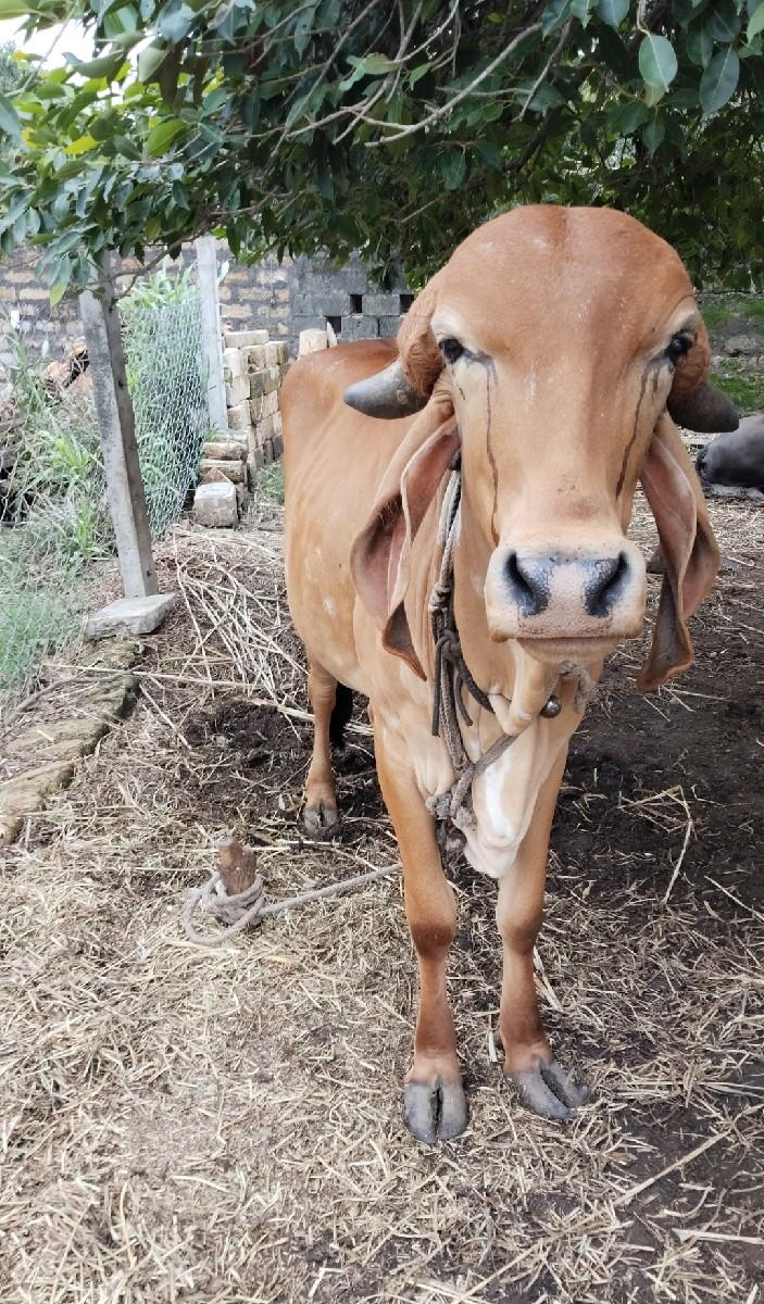 ઓરિજનલ ગીર વોડકી વેચવાની છે