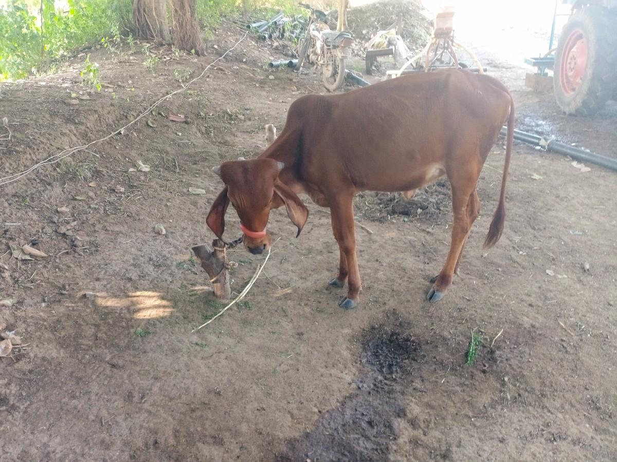 થંબનેલ 2