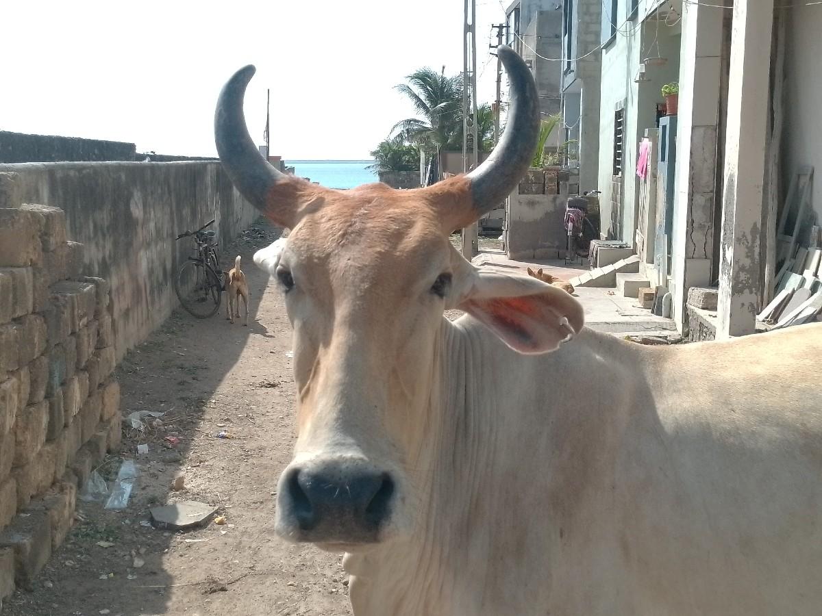 થંબનેલ 2