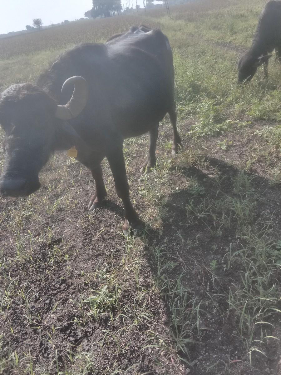 થંબનેલ 3