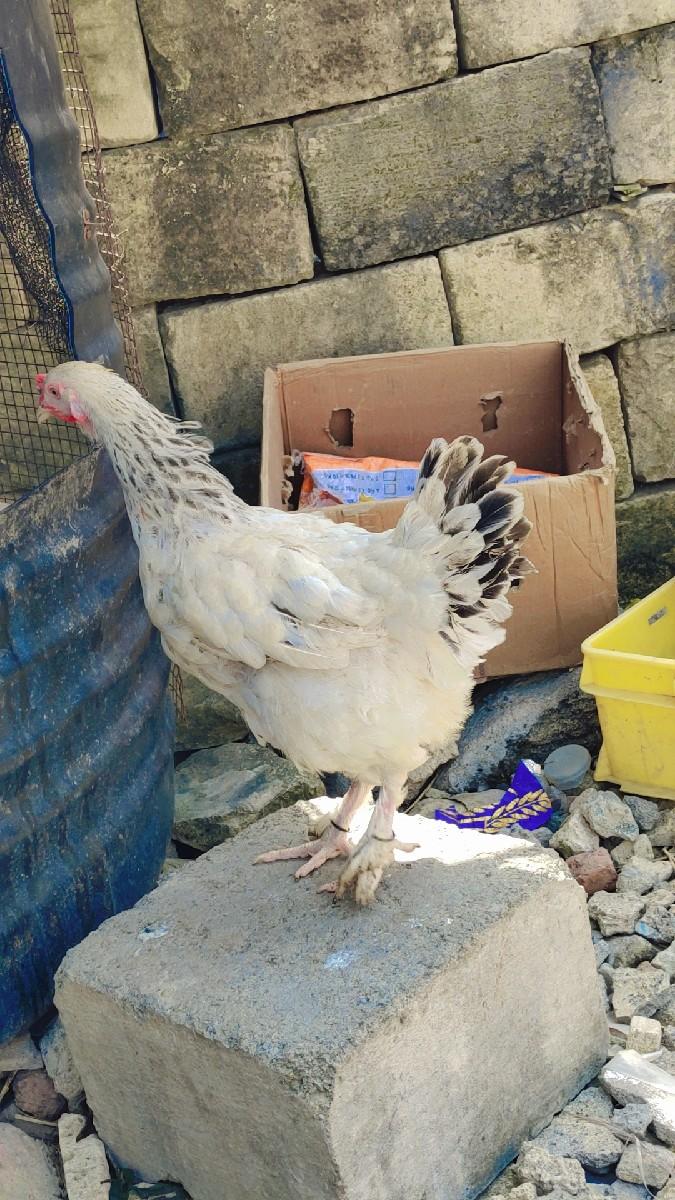 થંબનેલ 2