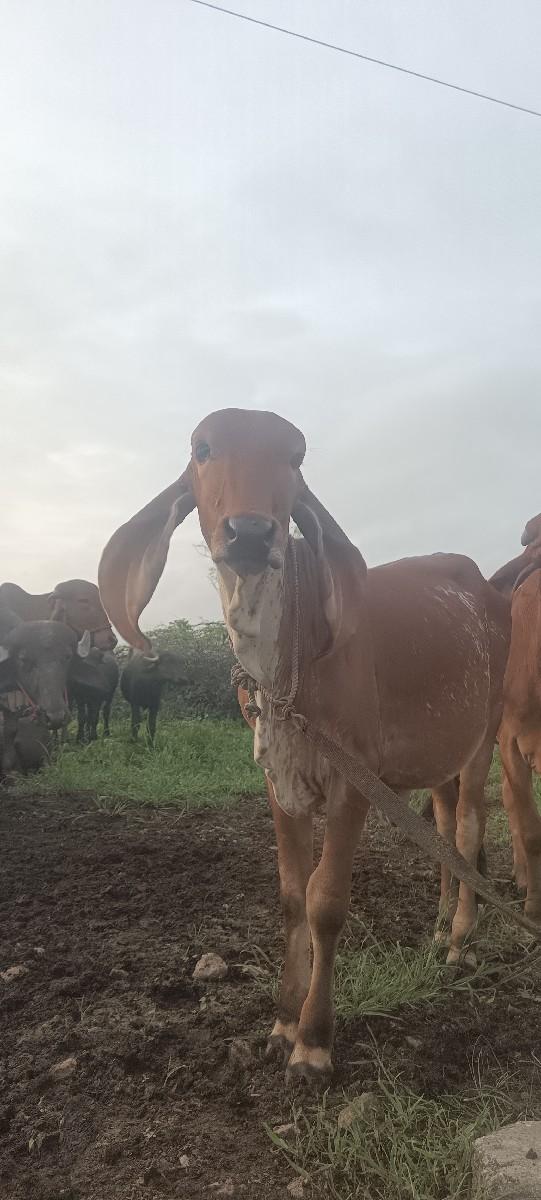 થંબનેલ 3