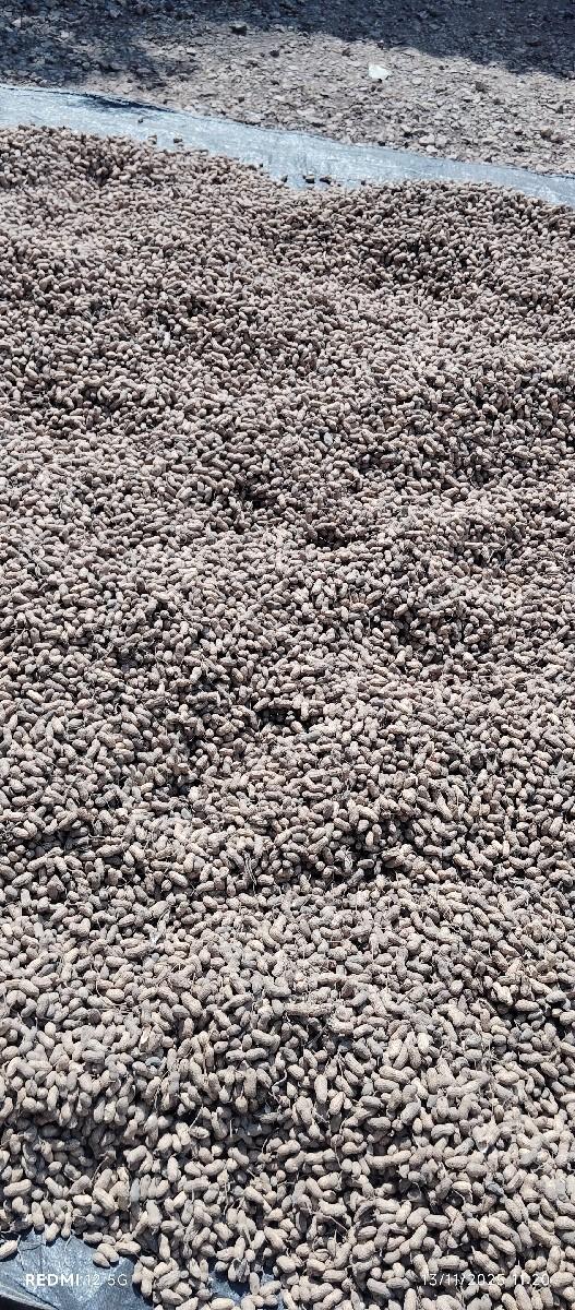 G.20 માંડવી બિયારણ માં આપવાની