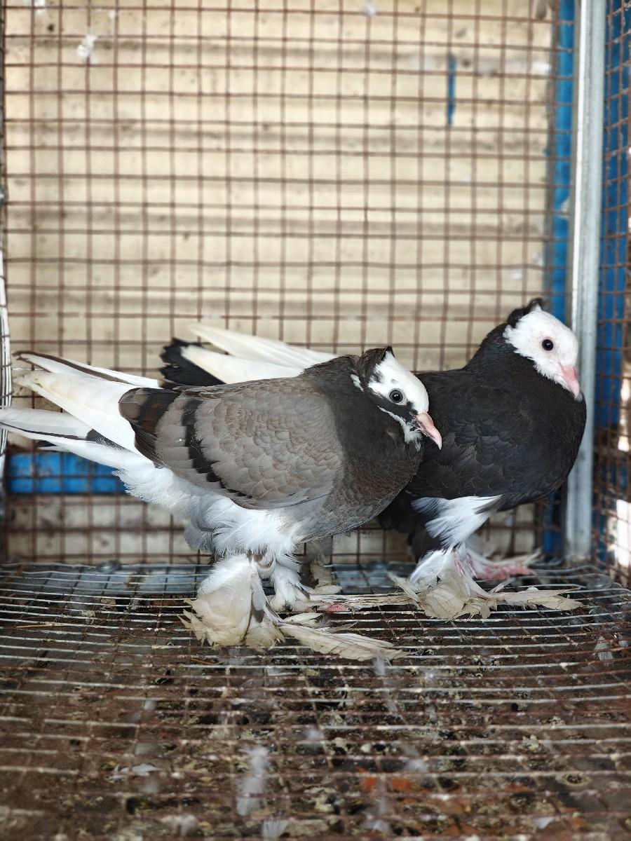 થંબનેલ 2