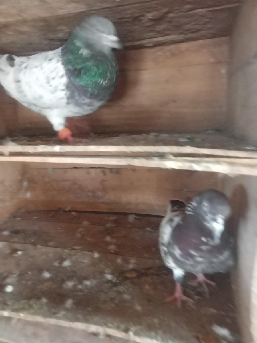 થંબનેલ 3