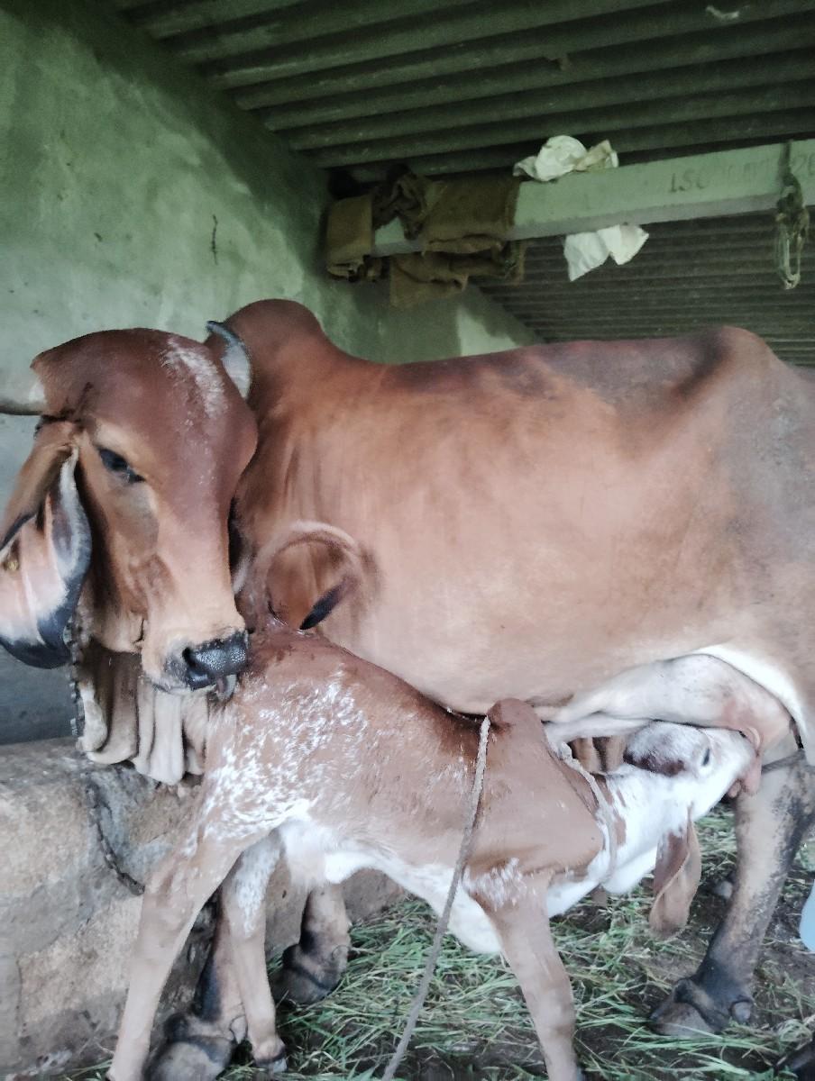 થંબનેલ 3