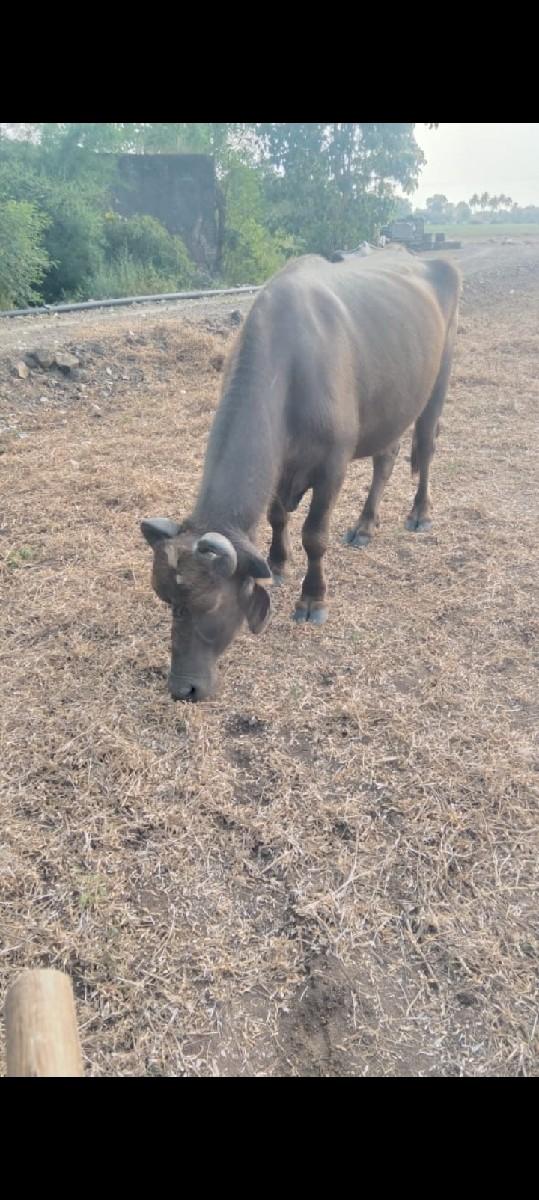 થંબનેલ 2