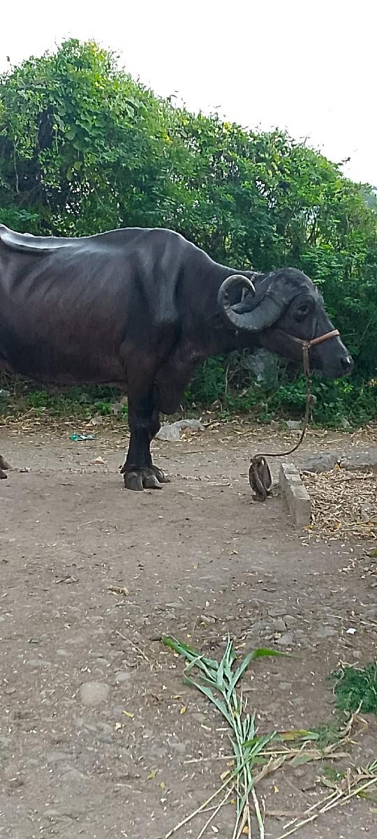 ભેસવેસવાનિસે ૨૫દિવસનિવેણલ